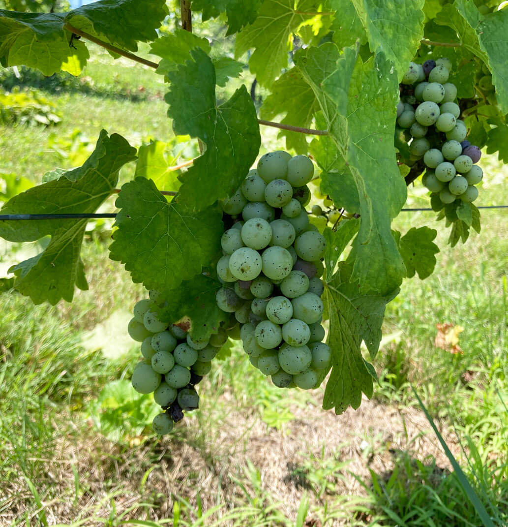 grape vine with green grapes in tennessee